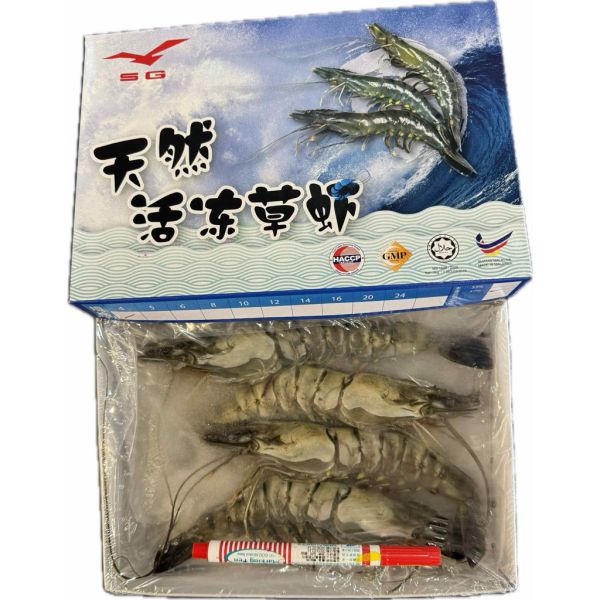 馬來西亞活凍草蝦淨重260g 
