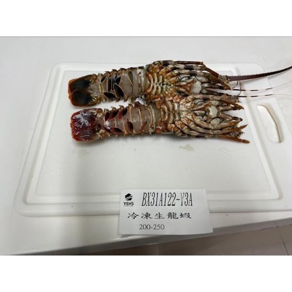 葉門小龍蝦/巴西龍蝦尾4盎司 