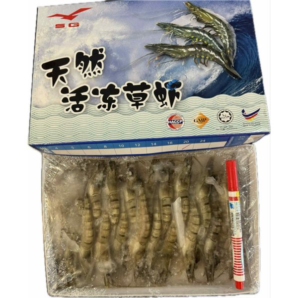 馬來西亞活凍草蝦淨重260g 