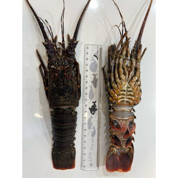 葉門小龍蝦/巴西龍蝦尾4盎司 