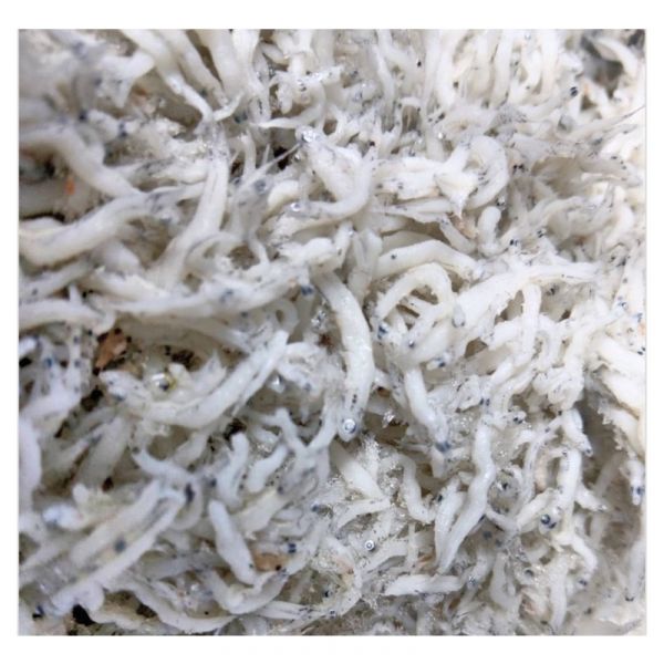 生凍吻仔魚200g 