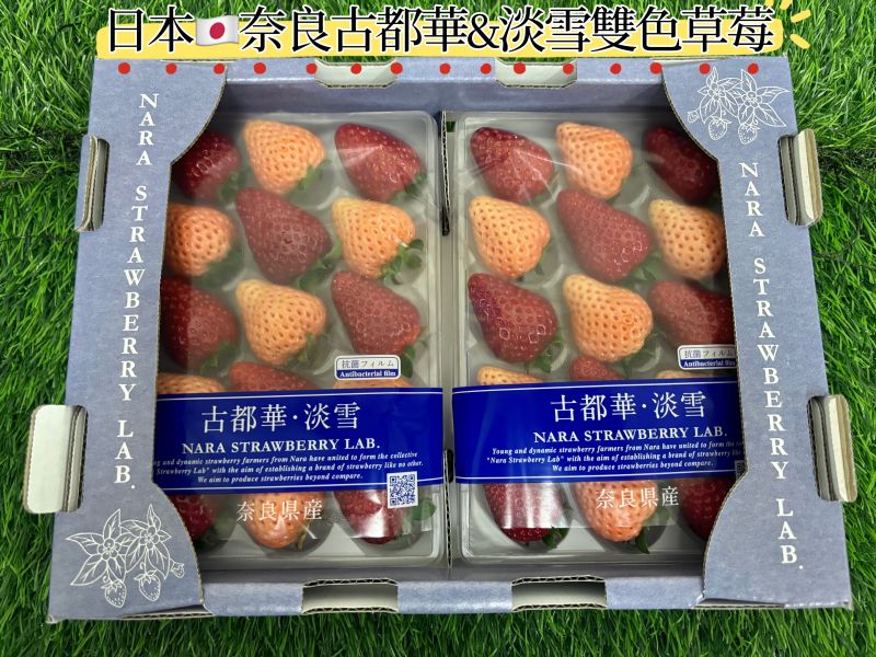 日本奈良古都華&淡雪雙色草莓 