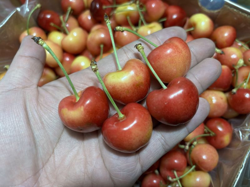 智利空運Rainier白櫻桃 肉質細緻 脆甜口感很好吃 3JD大果規格 實測甜度20度以上 