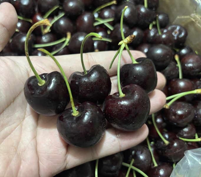 華盛頓西北黑牛牌Skeena櫻桃 硬甜口感 甜度高！9R大果規格 