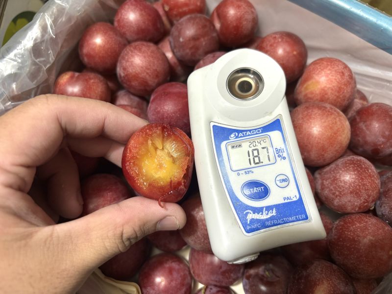 智利空運甜滋滋櫻桃李 3J規格大果 直接吃就是甜的 