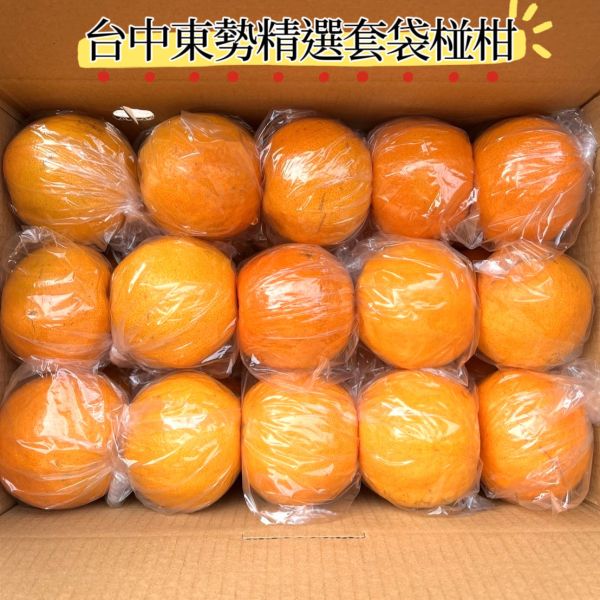 台中東勢精選套袋椪柑 甜度高水分飽滿 完全0酸氣 