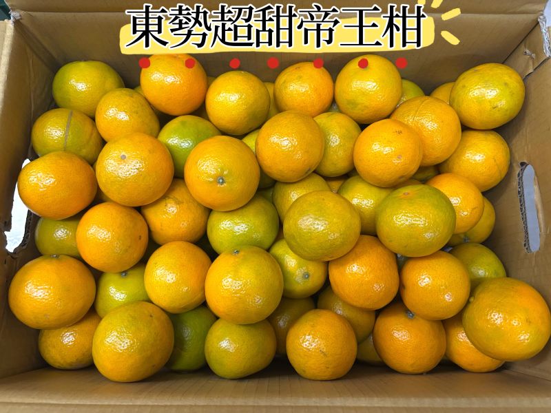 台中東勢超甜稀有品種帝王柑 糖度可達12度 果肉甜多汁淡淡香氣  像吃柳丁的橘子超好吃 