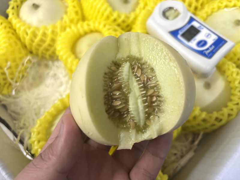 嘉義太保鄉精品溫室吊香瓜 肉質細緻 一株一果栽種方式 