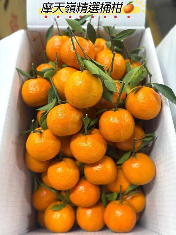 台中達觀摩天嶺高山鮮採桶柑 無籽甜度高 