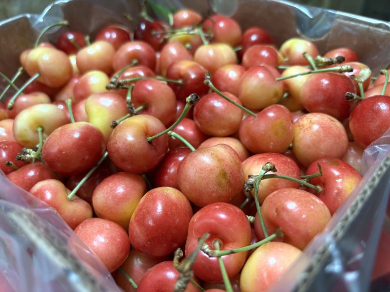 智利空運Rainier白櫻桃 肉質細緻 脆甜口感很好吃 3JD大果規格 實測甜度20度以上 