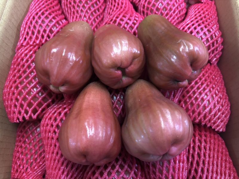 高雄六龜黑糖芭比蓮霧 脆甜好吃 水分飽滿 