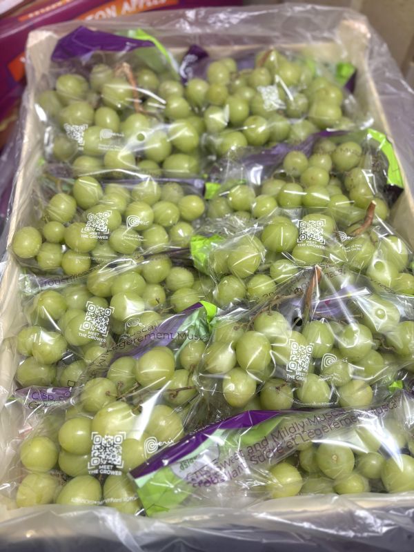 秘魯秋脆綠無籽葡萄 4J規格大果 