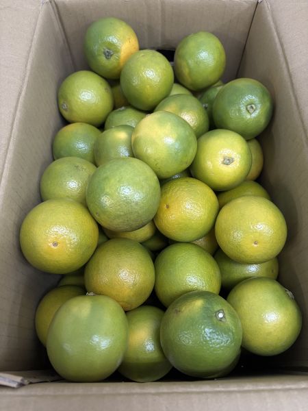 台南白河鮮採柳丁 甜好吃0酸氣 保證不用藥催熟 