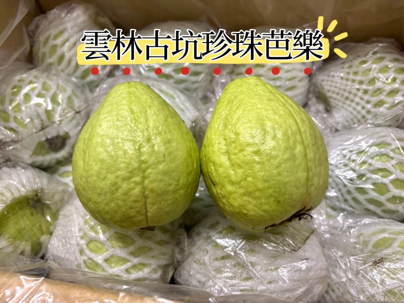 雲林古坑珍珠芭樂 