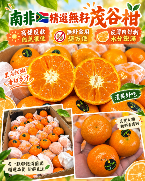 南非無籽茂谷柑 高甜度款不會酸 水分飽滿 