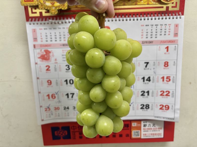秘魯草泥馬麝香葡萄 硬甜好吃 