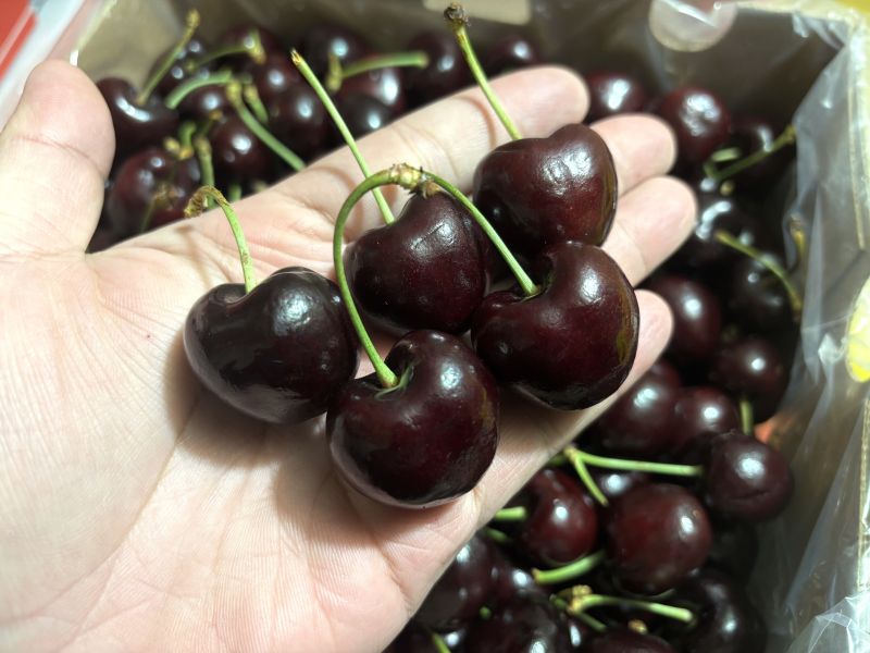 智利精選大品牌白熊櫻桃 Santina品種 硬脆甜好吃CP值超高 海運到貨 