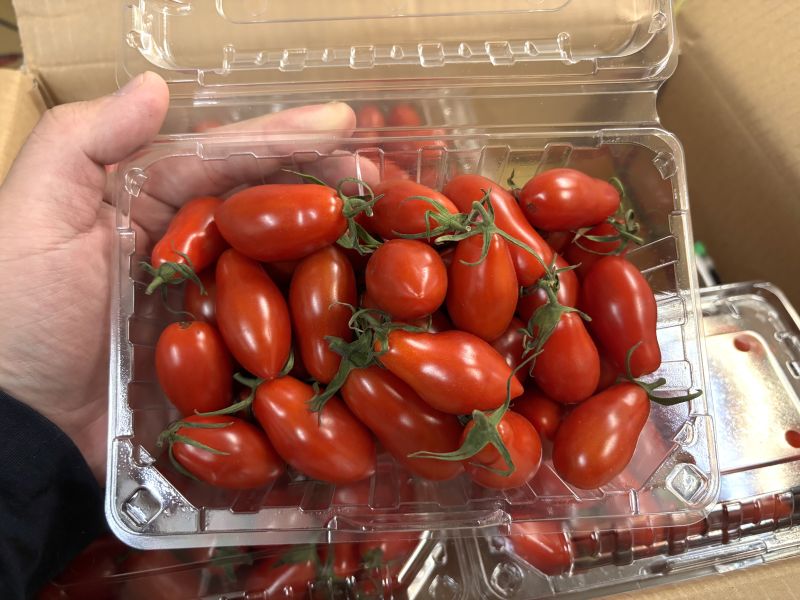 嘉義太保鄉 溫室玉女小蕃茄 皮薄甜度高！大果規格 