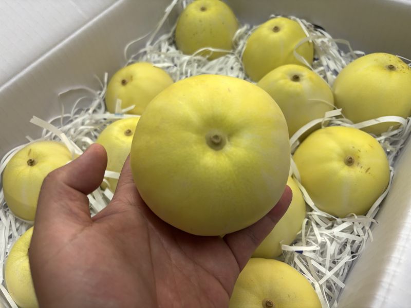 嘉義太保鄉精品溫室吊香瓜 肉質細緻 一株一果栽種方式 