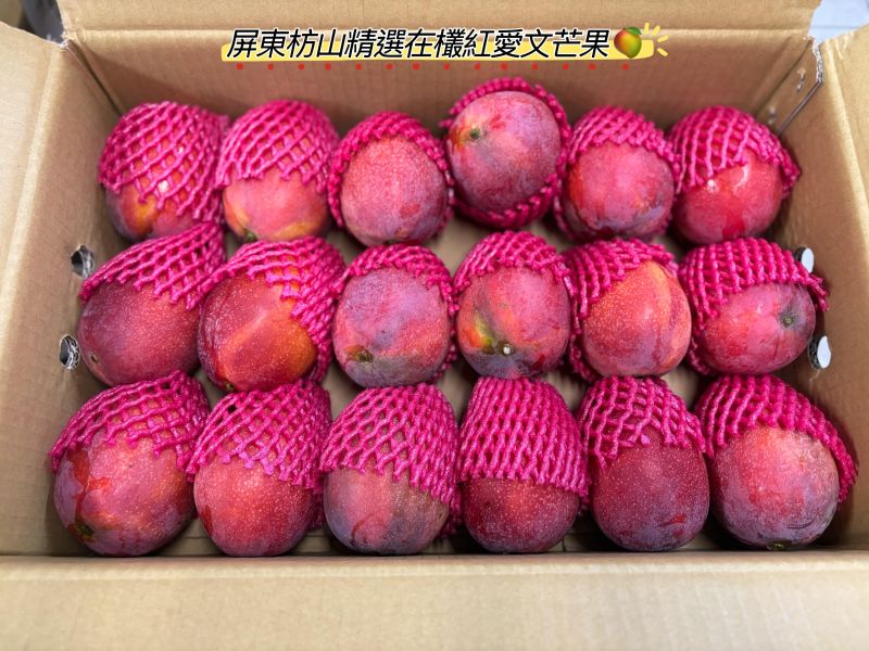 屏東枋山在欉紅愛文芒果 中果/大果規格 外皮稍微出油再食用甜度更高！ 