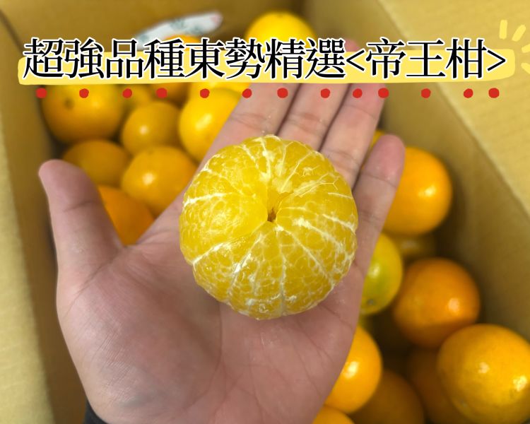 台中東勢精選超強品種 季節限定<帝王柑> 實測甜度15度很好吃 完全0酸氣 水分很飽滿 