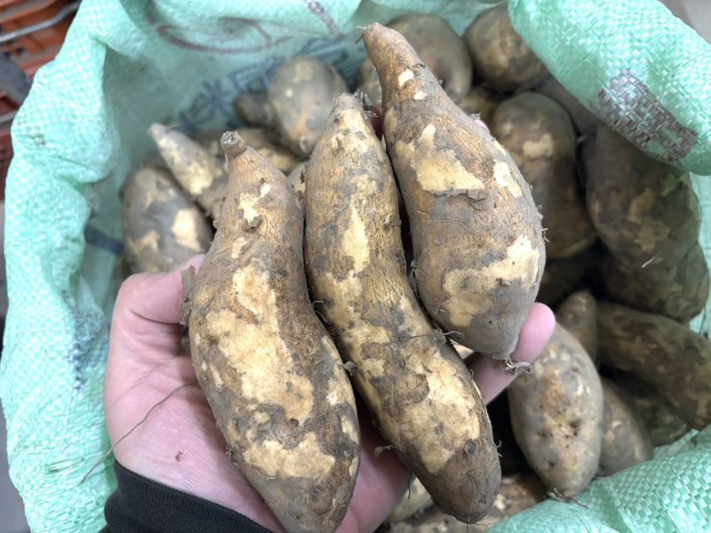 雲林縣水林鄉台農57號黃肉地瓜 