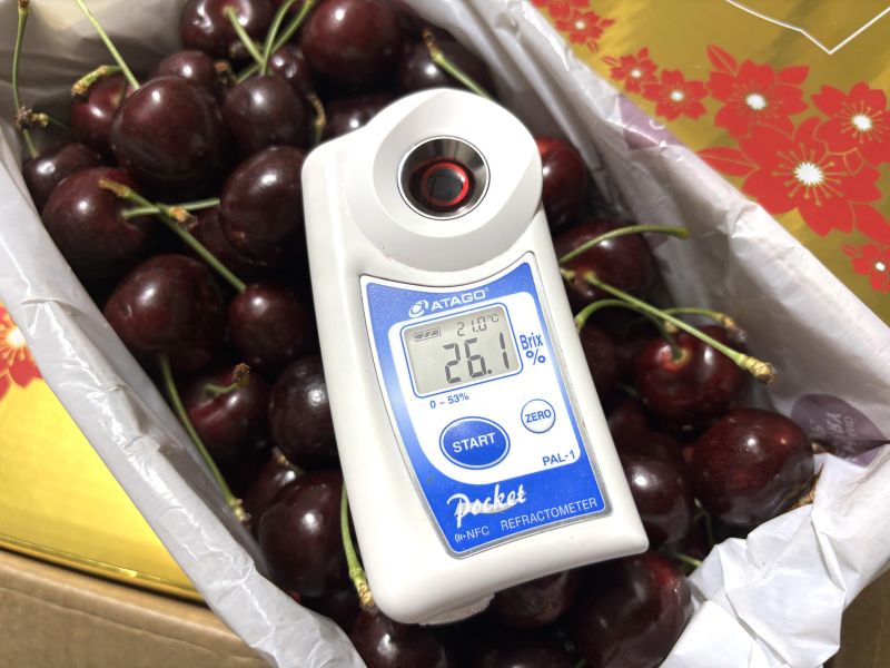 紐西蘭花牌金箱櫻桃 30-32mm規格大果 staccato品種 
