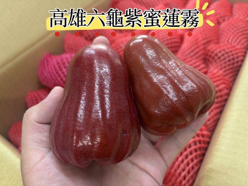 高雄六龜精選紫蜜蓮霧 脆口清甜 水分飽滿 
