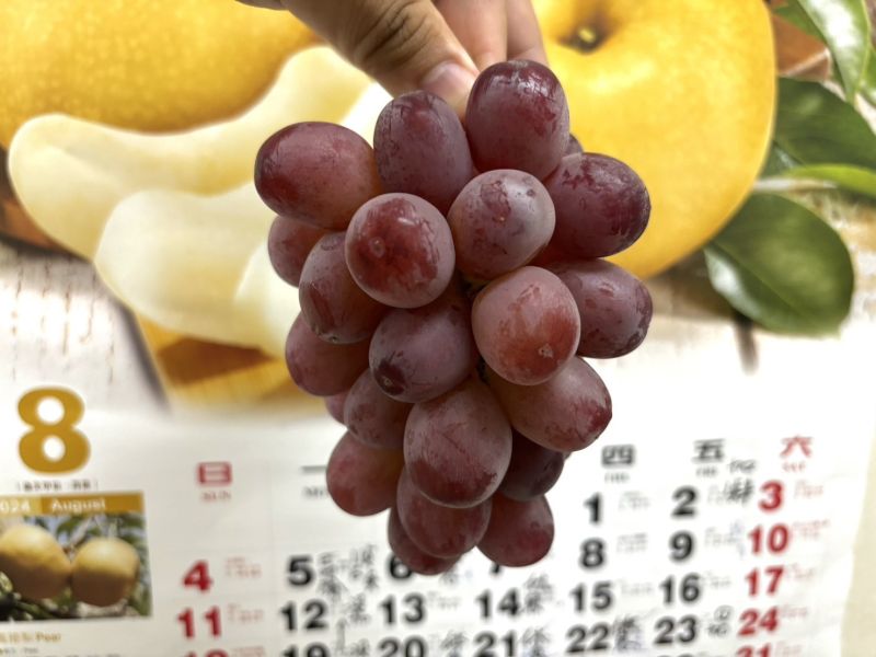 日本空運頂級款 激甜款妃紅提葡萄 甜度實測20度以上超好吃 螞蟻人必買 