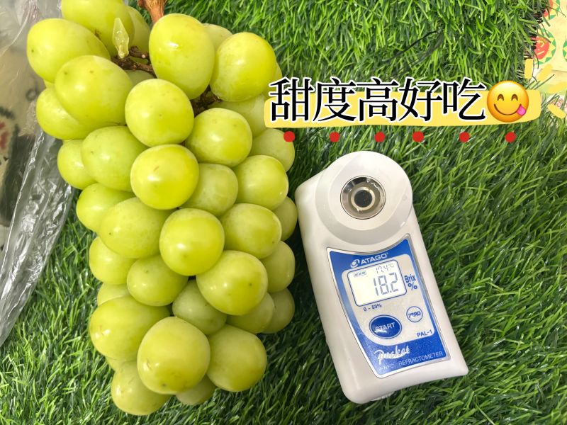 秘魯草泥馬麝香葡萄 硬甜好吃 