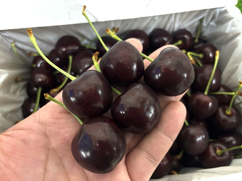 空運到貨！櫻桃界的愛馬仕 紐西蘭《牽牛花》櫻桃 26-28mm規格 