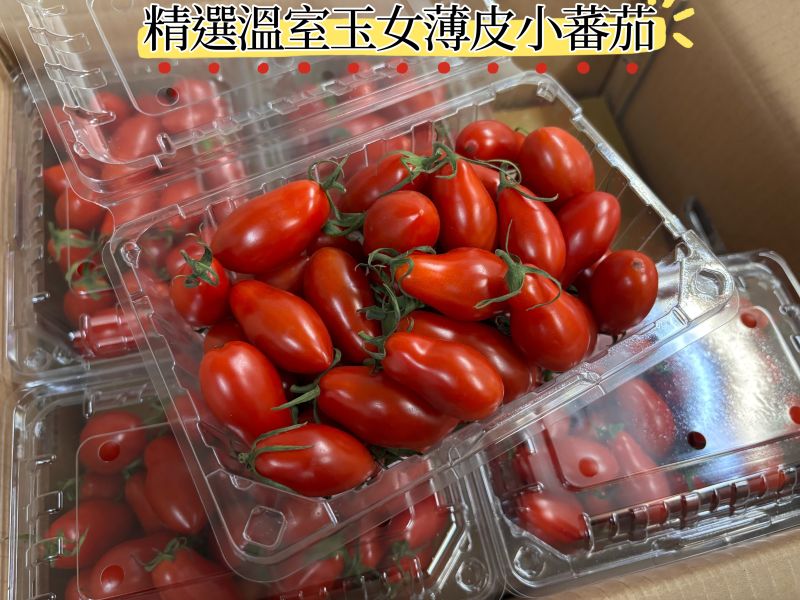 嘉義太保鄉 溫室玉女小蕃茄 皮薄甜度高！大果規格 