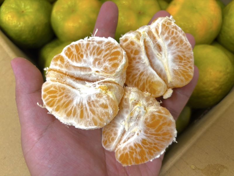 台南關子嶺精選鮮採椪柑 甜好吃不會酸！水分飽滿不會乾乾的 