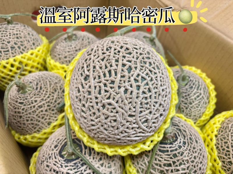 日本品種 溫室精選<阿露斯>哈密瓜 肉質軟嫩好吃 微軟食用甜度更佳 