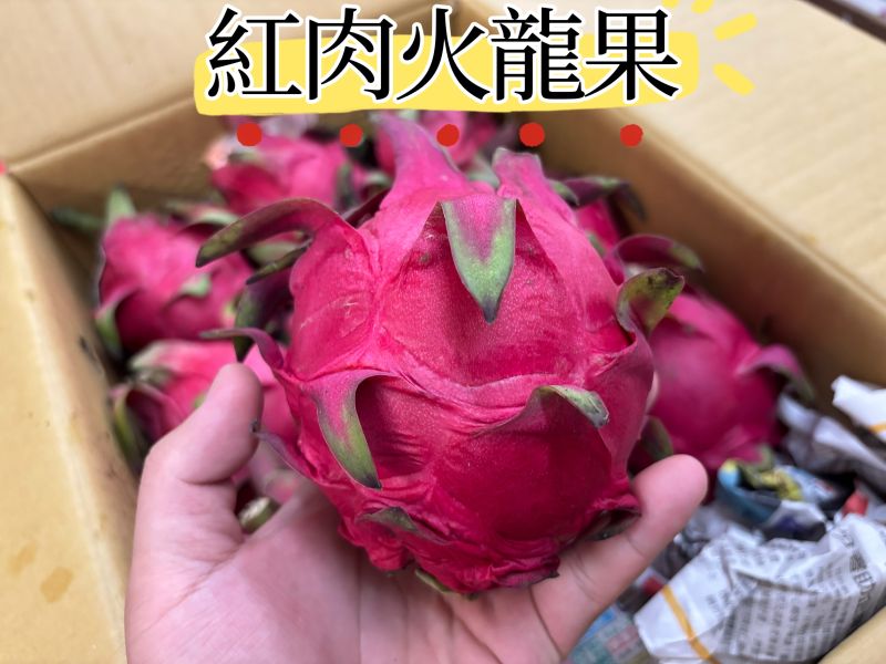 精選南投山坡地紅肉火龍果 中大果規格 甜度很不錯！ 