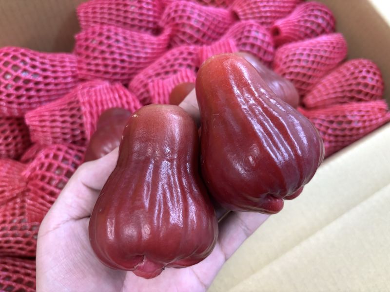 高雄六龜精品等級黑糖芭比蓮霧 脆口甜好吃 水分飽滿 精選大果規格 