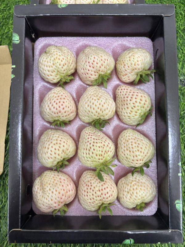 大湖精選 特殊品種 雪兔白草莓 口感細緻淡淡香氣好吃 