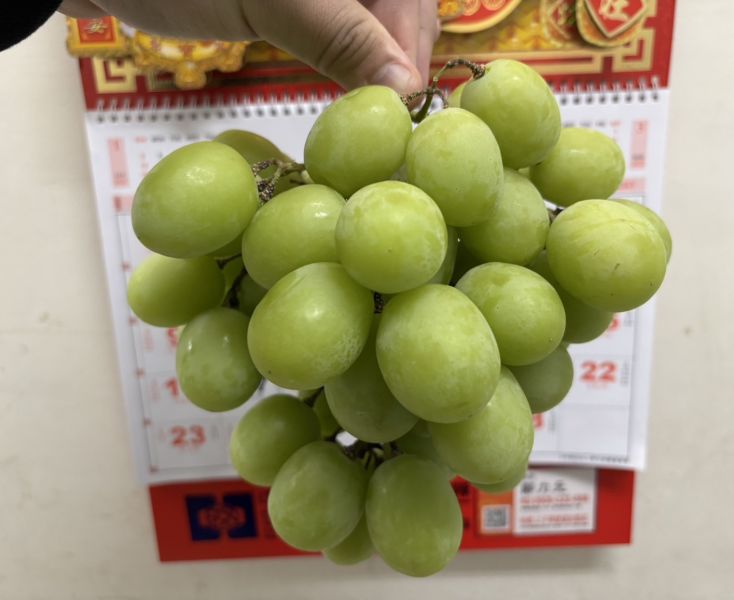 秘魯空運秋脆葡萄 3J規格大果 脆甜口感好吃！ 
