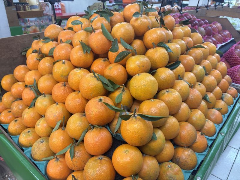 台中達觀摩天嶺高山鮮採桶柑 甜好吃 