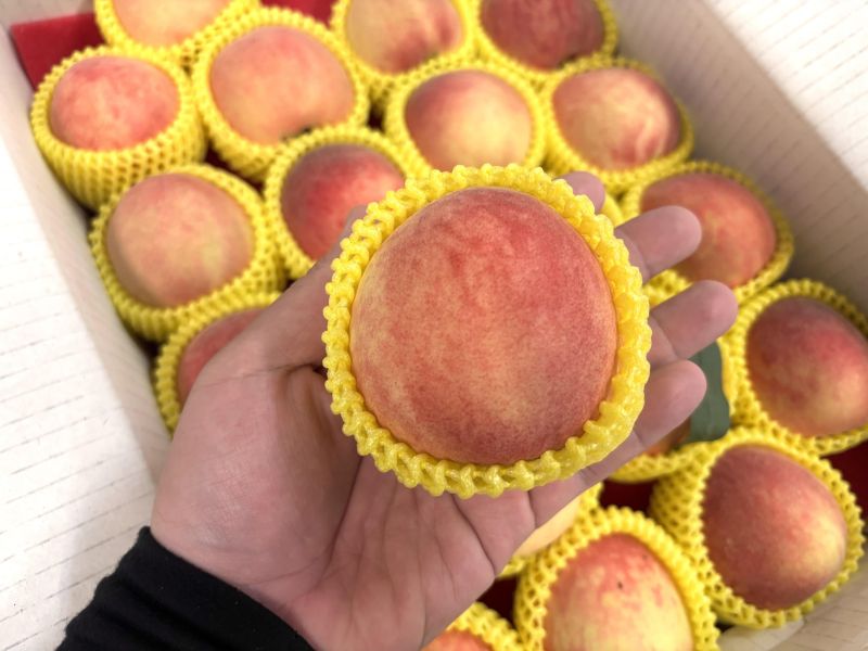 台灣精選紅鈴水蜜桃 可以直接食用 水分很多好吃 放到微軟甜度更高 