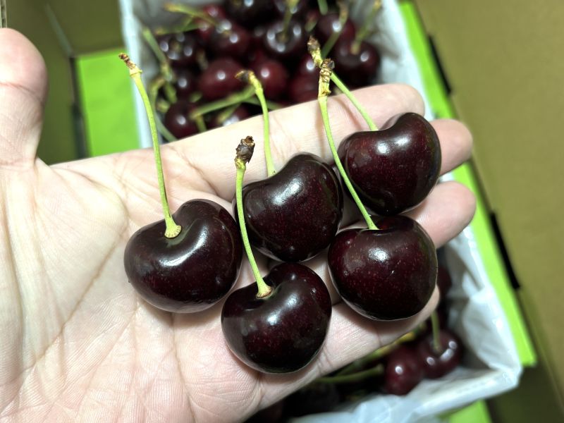 紐西蘭空運精選綠箱櫻桃 30-32mm大果規格 Lapin品種 新鮮綠梗 硬脆甜口感好吃 