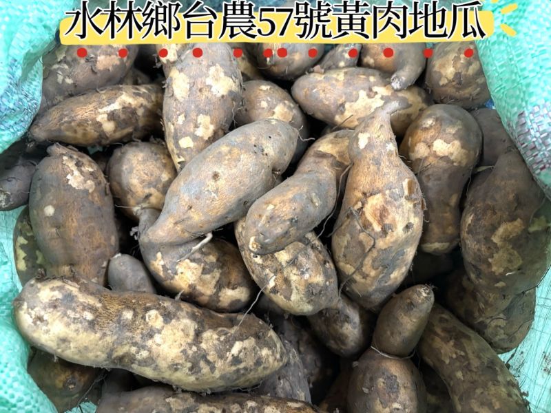 雲林縣水林鄉台農57號黃肉地瓜 