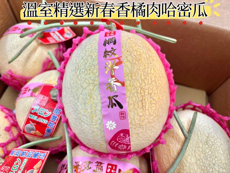 溫室精選新春香橘肉哈密瓜 放到微軟食用甜度高！大顆規格 