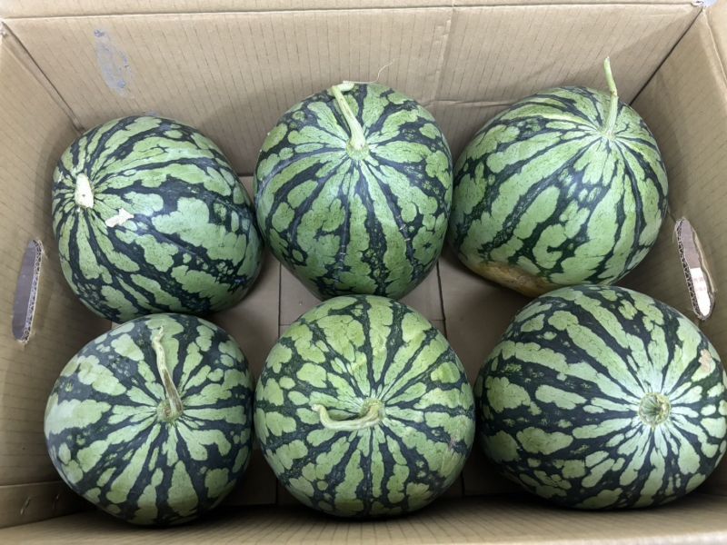 花蓮黃肉小玉西瓜  大果規格 