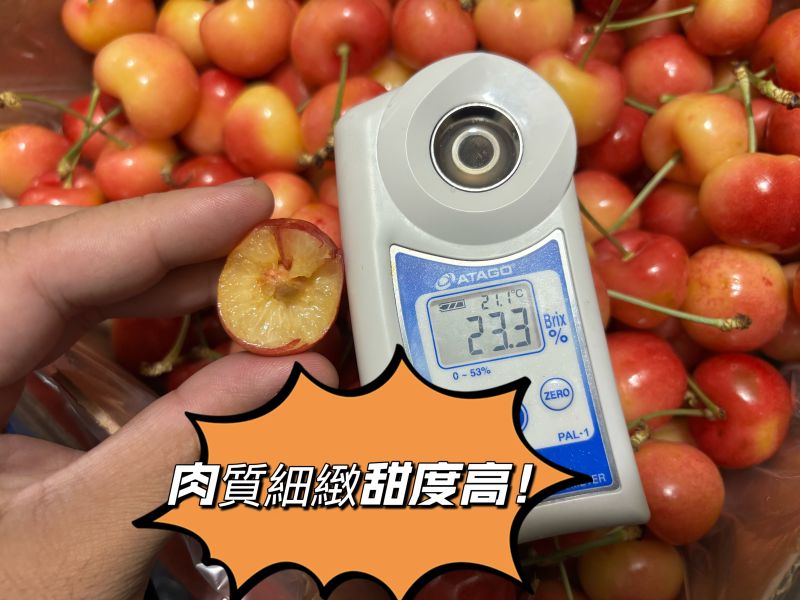 智利空運Rainier白櫻桃 肉質細緻 脆甜口感很好吃 3JD大果規格 實測甜度20度以上 