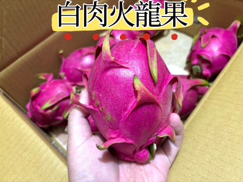 草生栽培白肉火龍果 甜沒有草腥味 