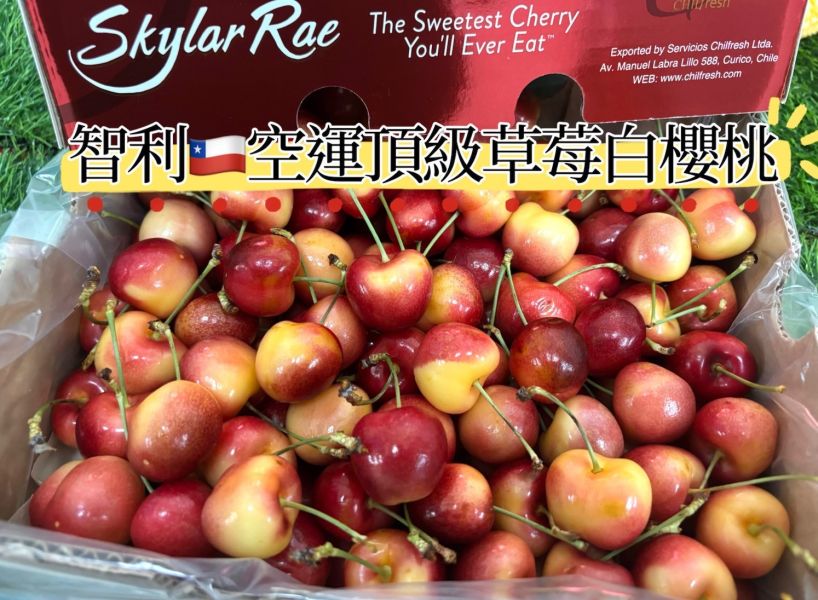 精選智利空運頂級《草莓白櫻桃》SkylarRae 全糖款0酸氣2J規格中大果 甜到要配水超好吃！超美焦糖色澤 