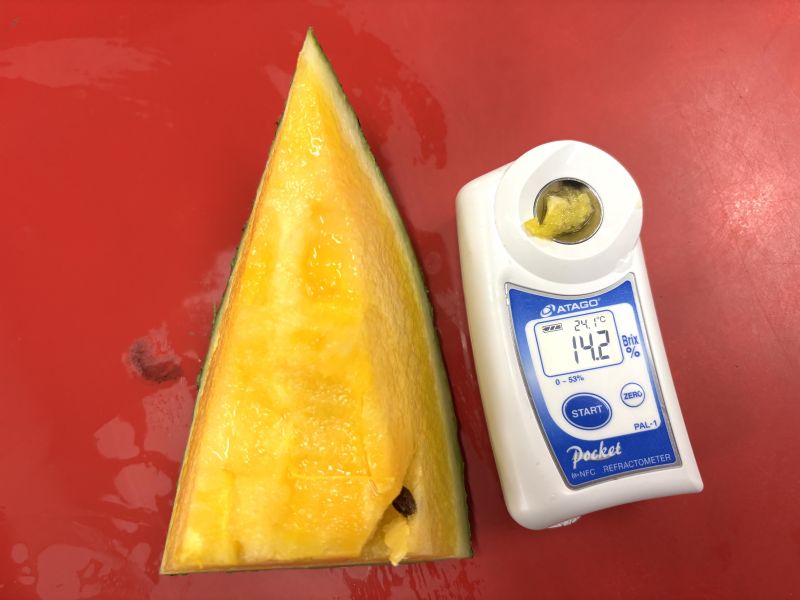 花蓮黃肉小玉西瓜  大果規格 
