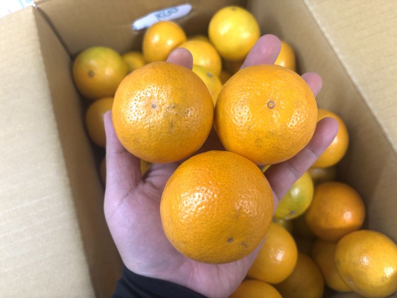 台中東勢精選超強品種 季節限定<帝王柑> 實測甜度15度很好吃 完全0酸氣 水分很飽滿 