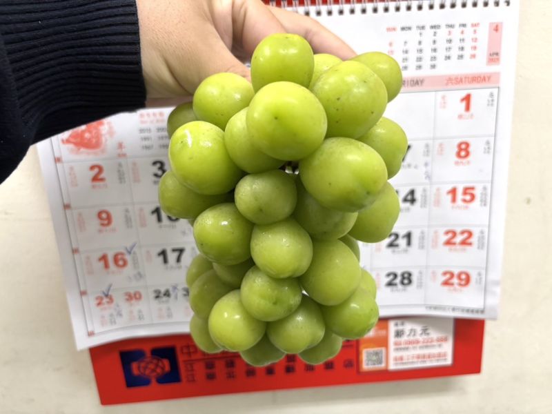 韓國陽光麝香葡萄 五串裝大重量規格 CP值超高 